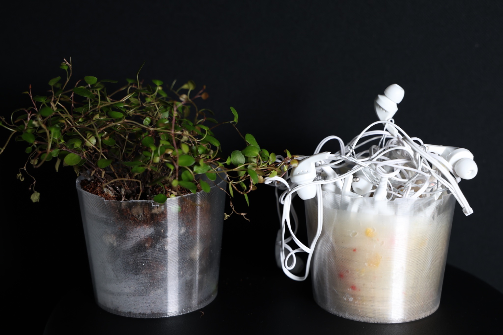 Knot-plant (2026, in progress)